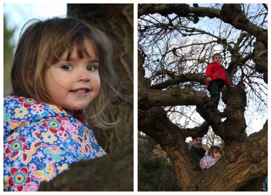 Christmastreecliming