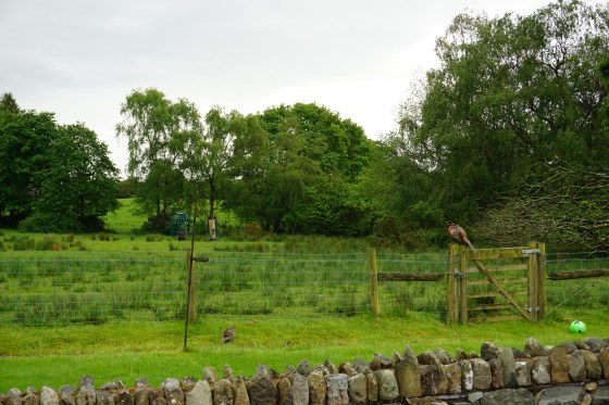 View of pheasants and bird tables from the cottage